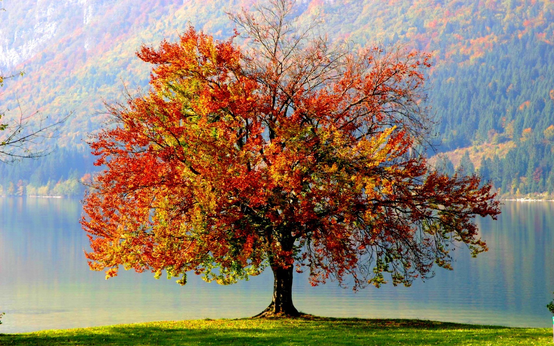 Beautiful Trees Wallpapers