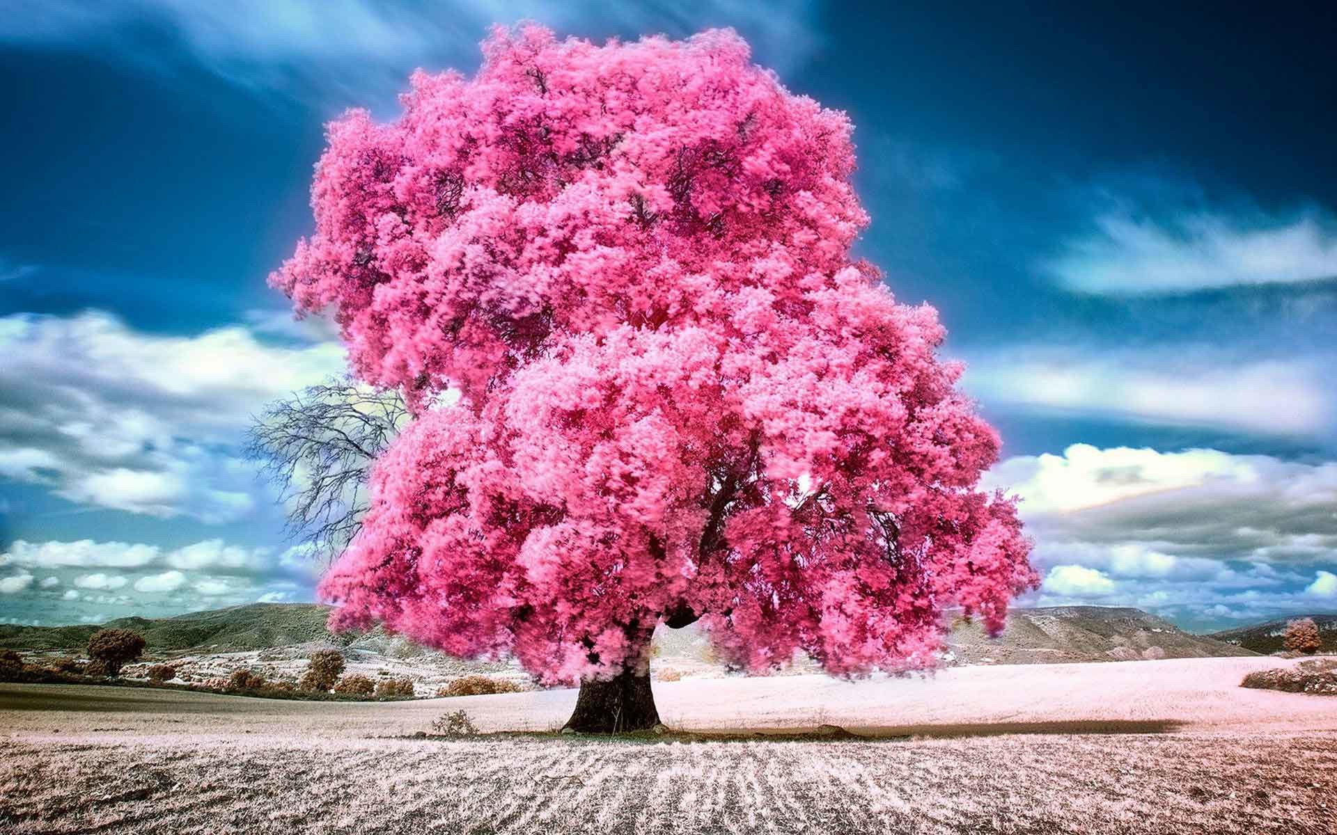 Beautiful Trees Wallpapers