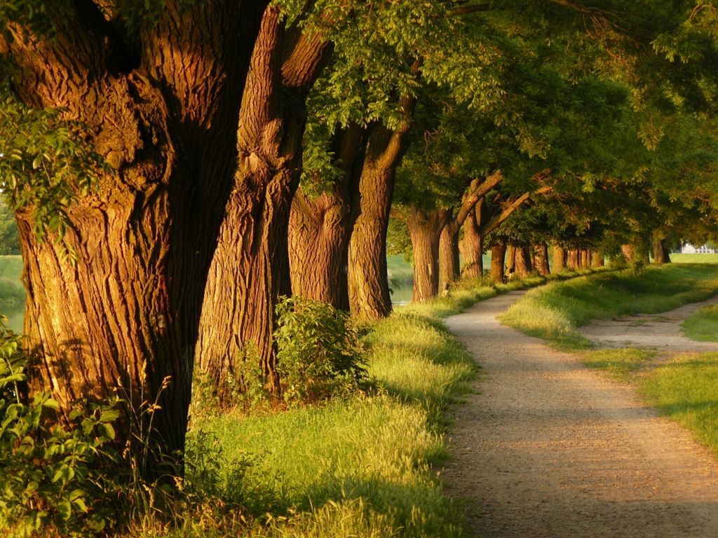 Beautiful Trees Wallpapers