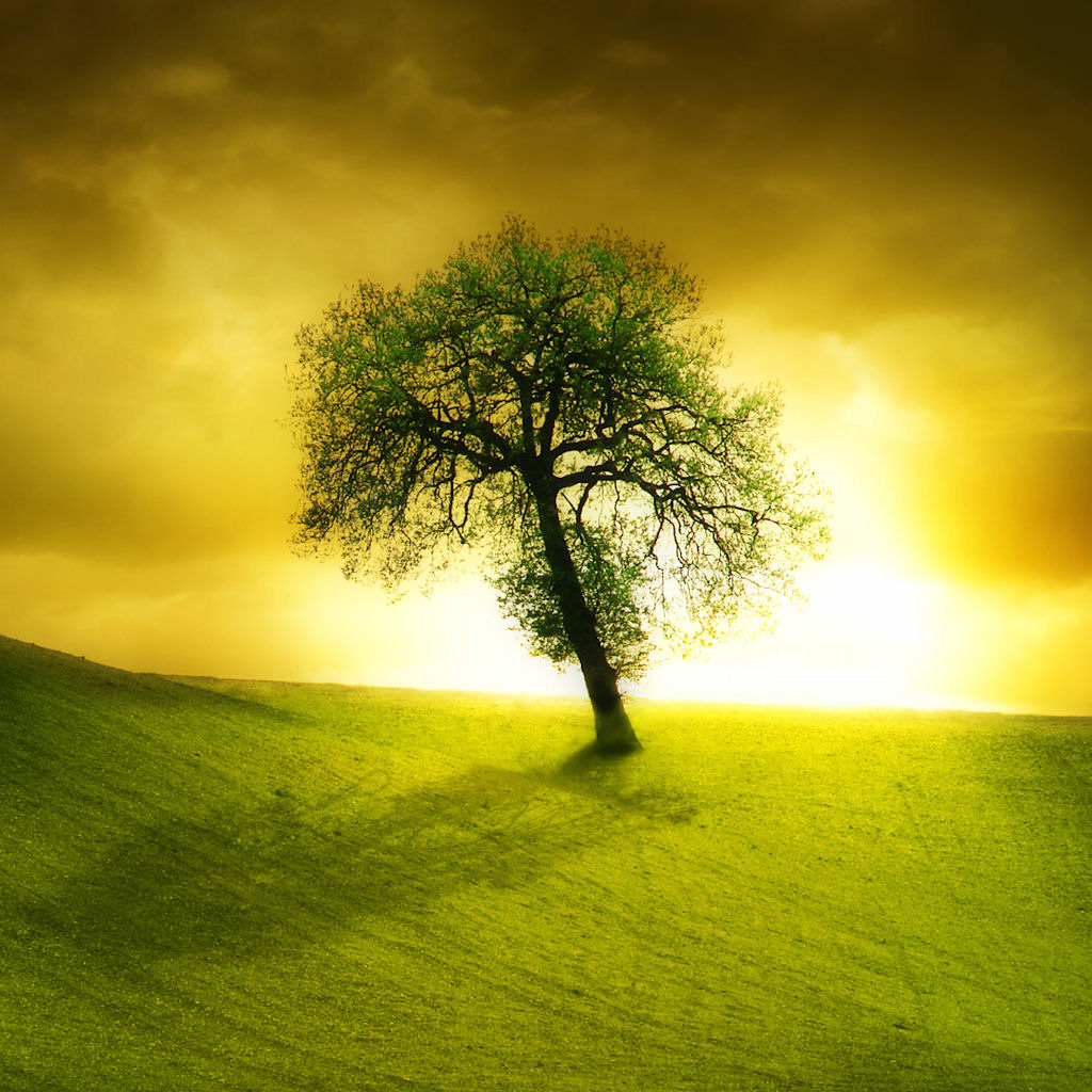 Beautiful Trees Wallpapers