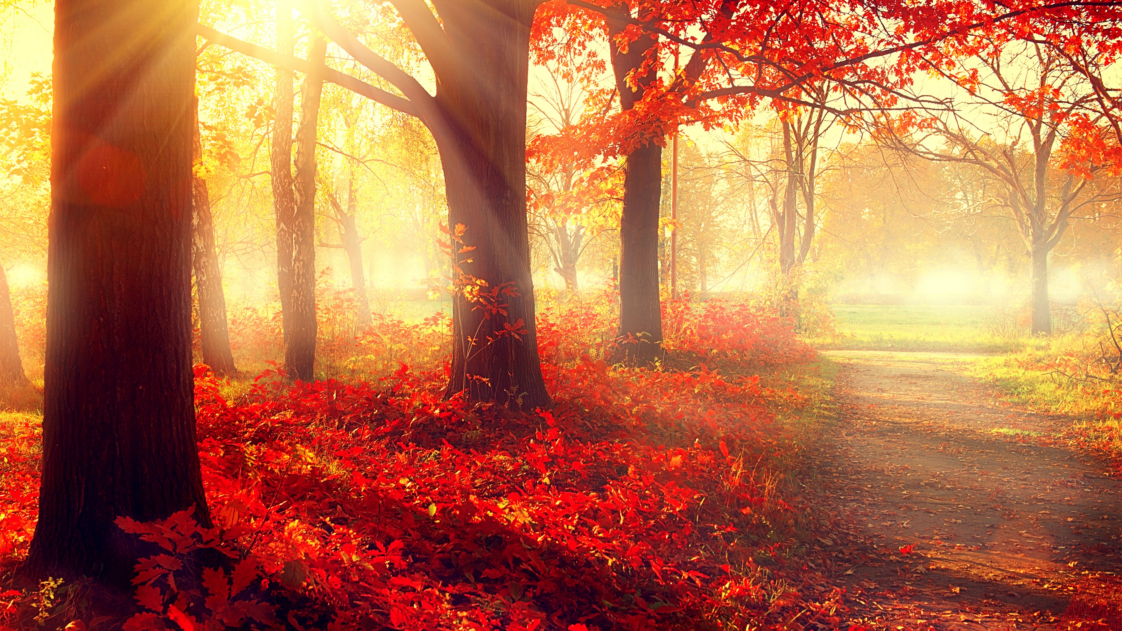 Beautiful Trees Wallpapers