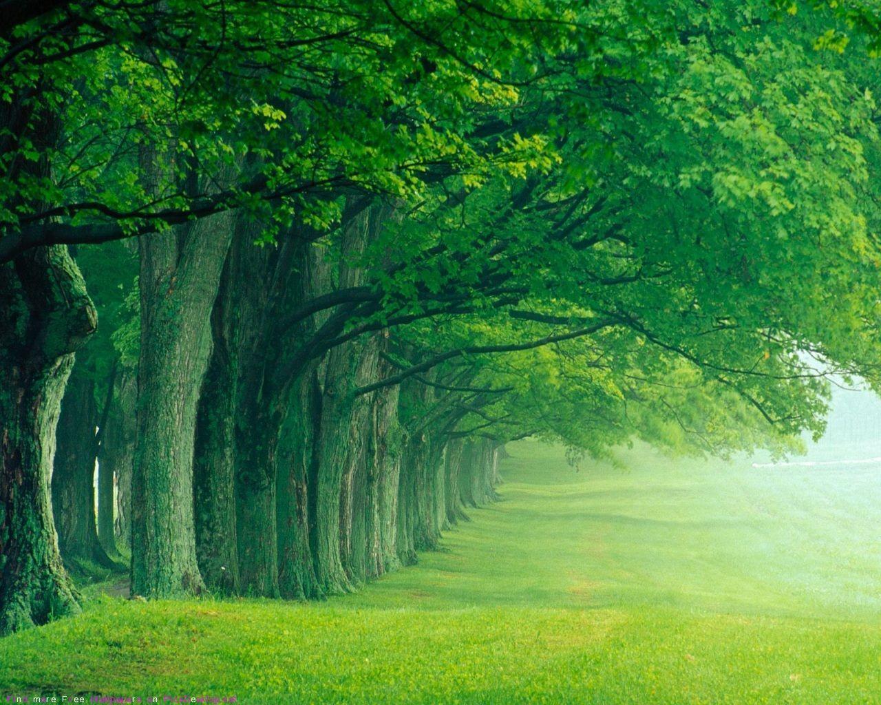 Beautiful Trees Wallpapers