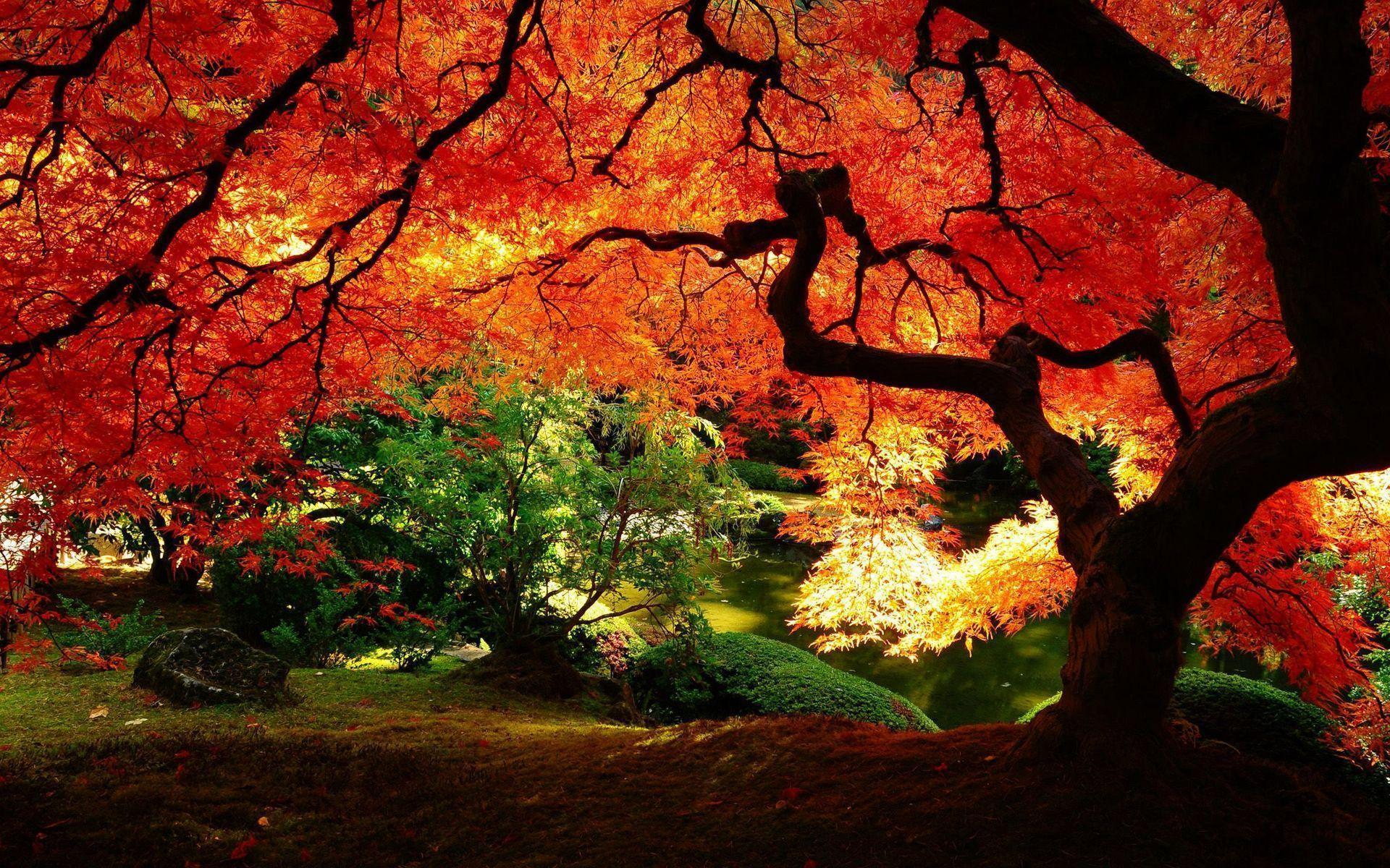 Beautiful Trees Wallpapers