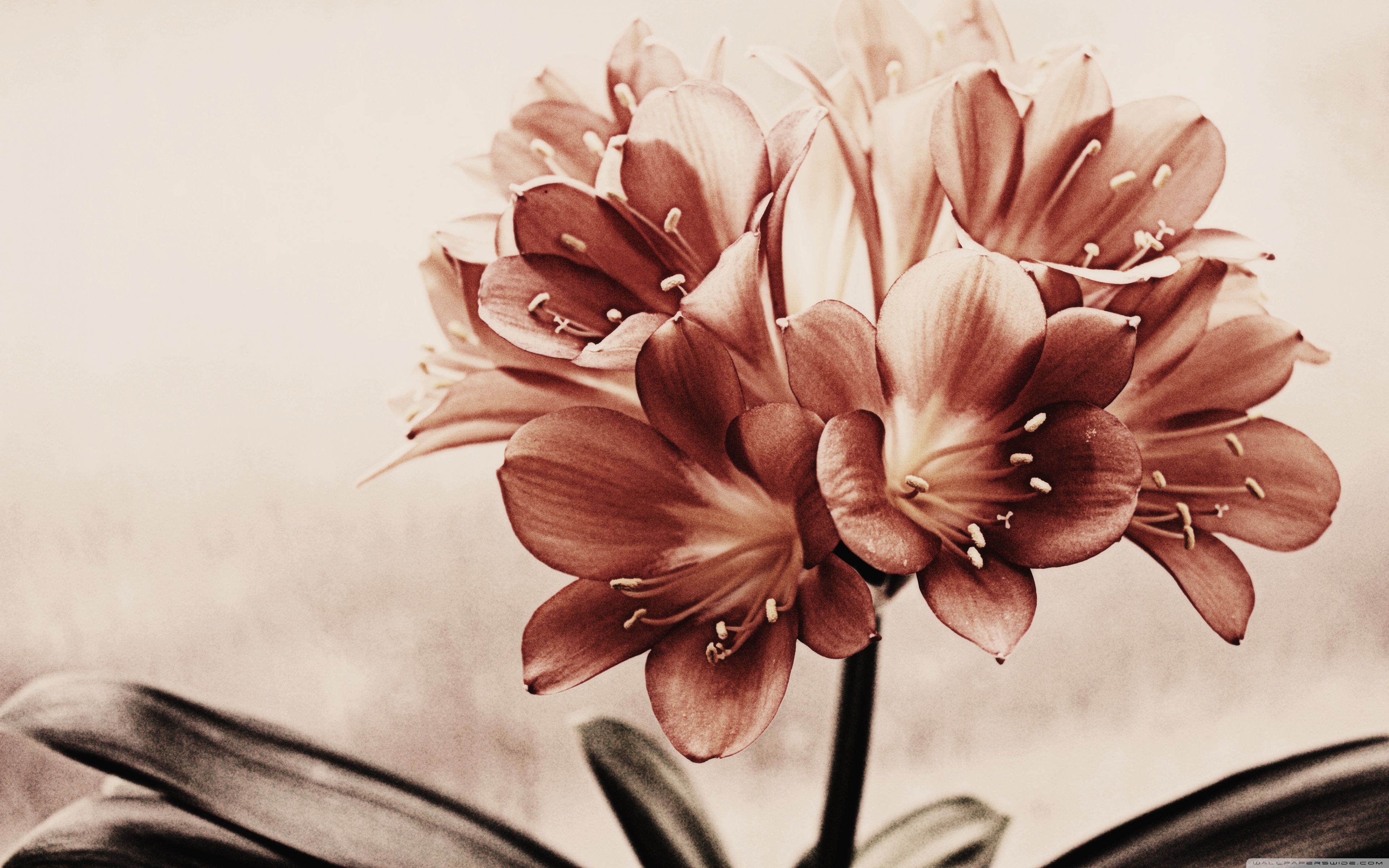 Beautiful Vintage Flower Wallpapers