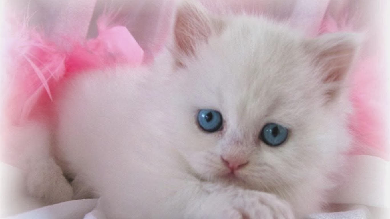 Beautiful White Cats Wallpapers