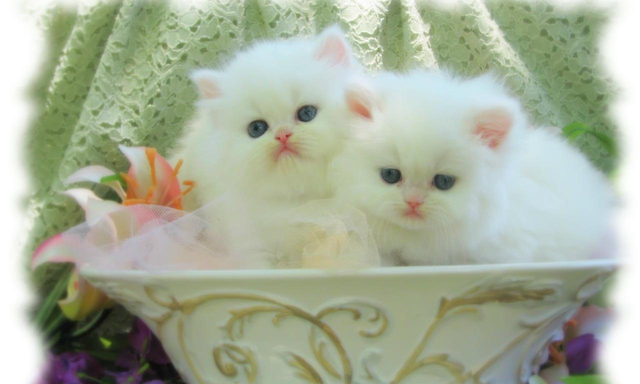 Beautiful White Cats Wallpapers