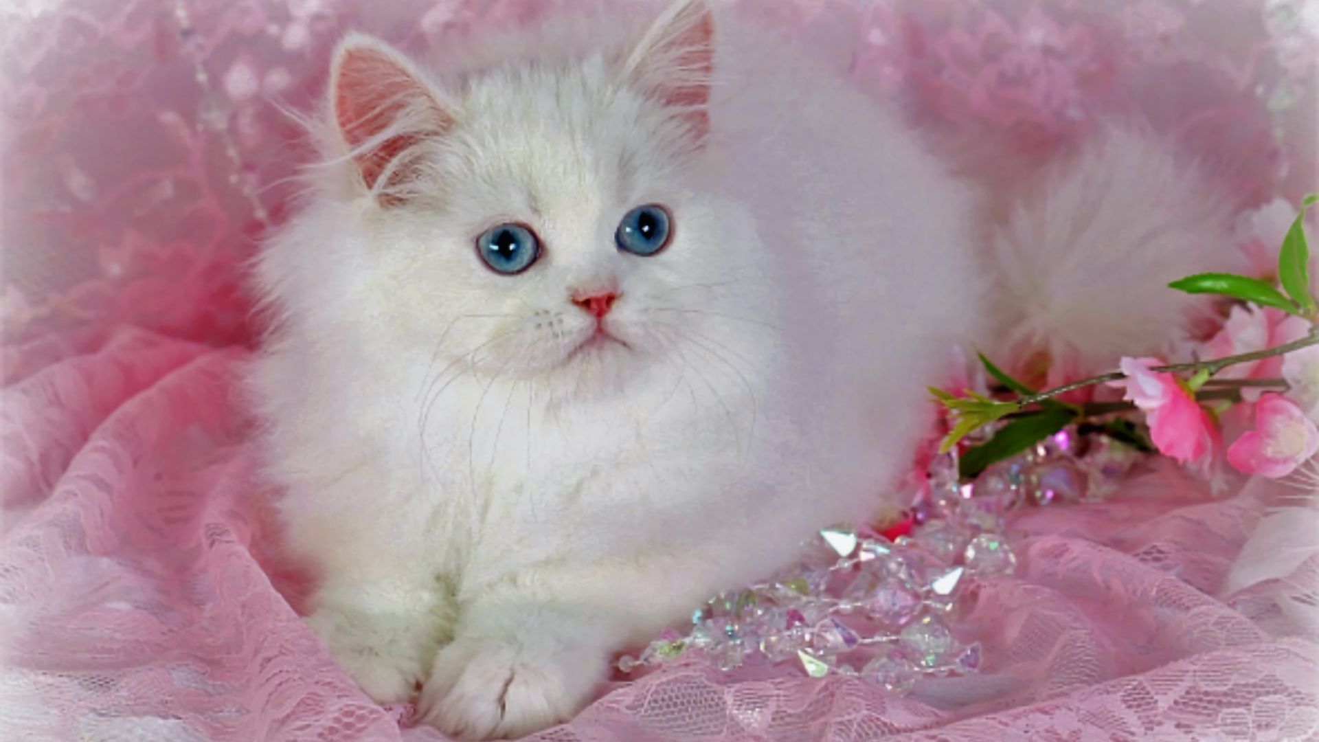 Beautiful White Cats Wallpapers