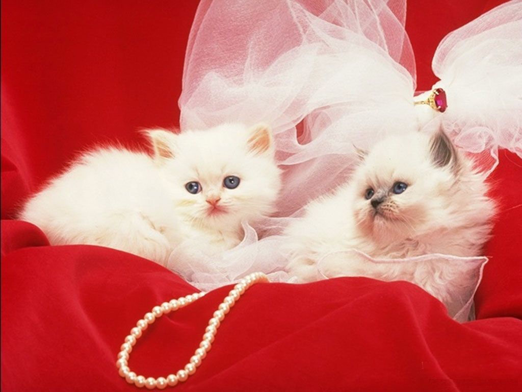 Beautiful White Cats Wallpapers