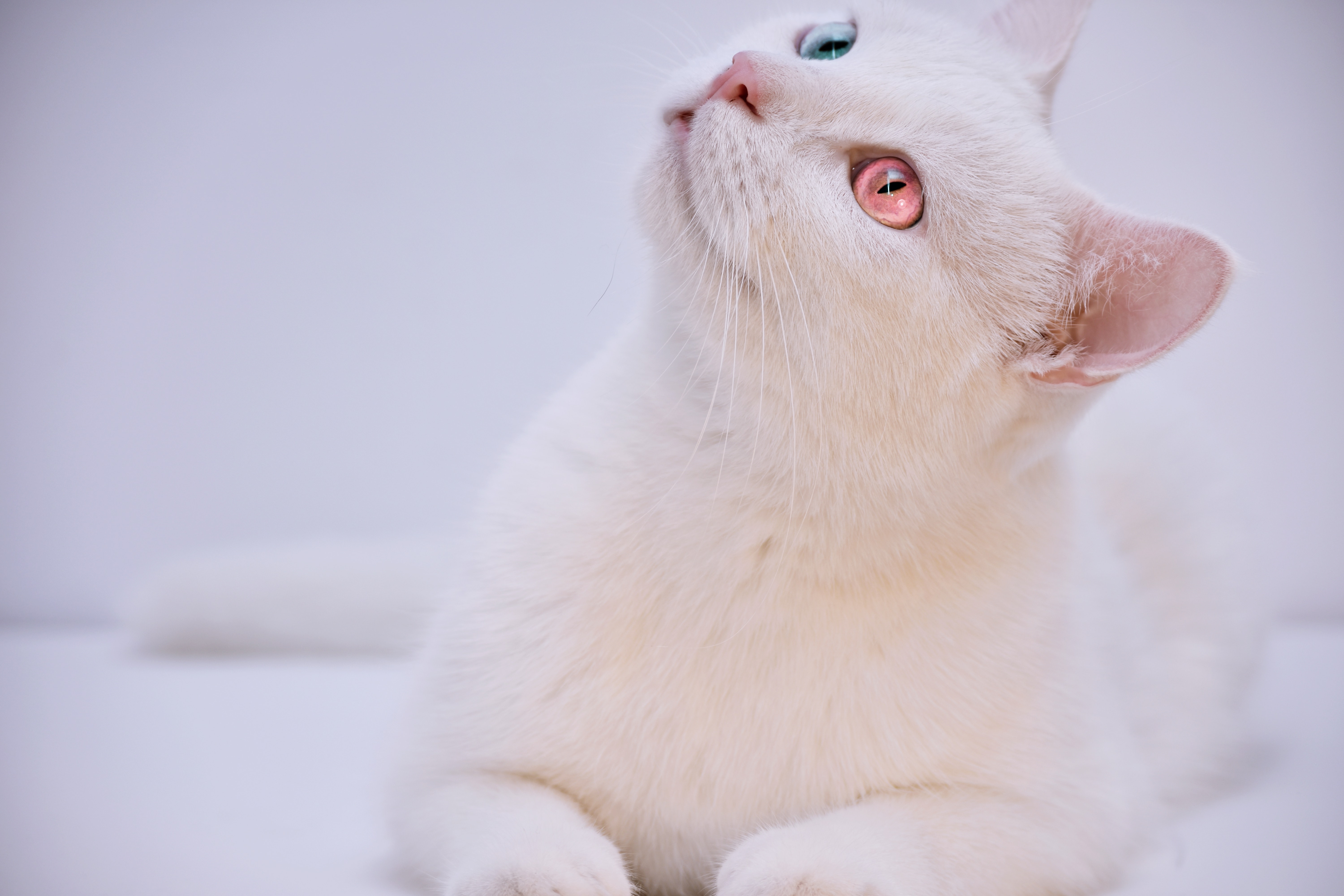 Beautiful White Cats Wallpapers