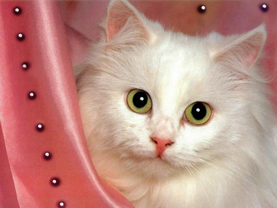 Beautiful White Cats Wallpapers