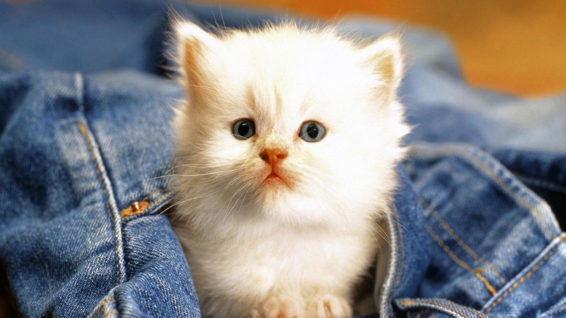 Beautiful White Cats Wallpapers