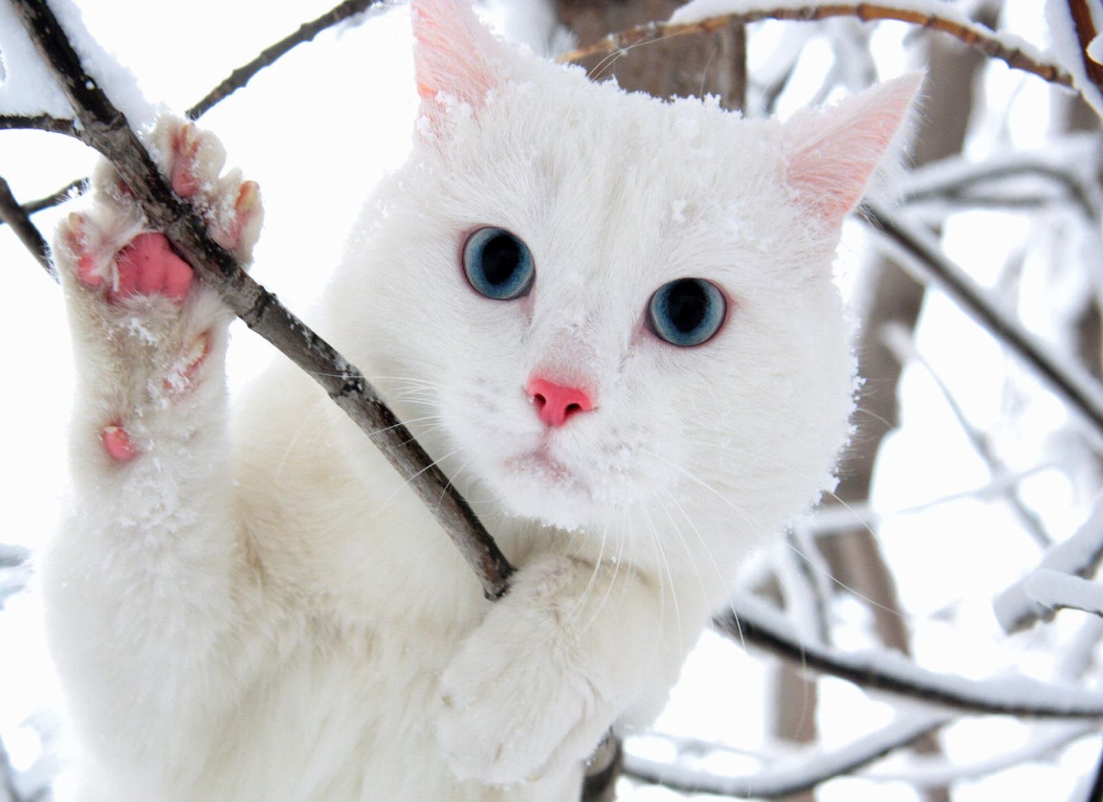 Beautiful White Cats Wallpapers