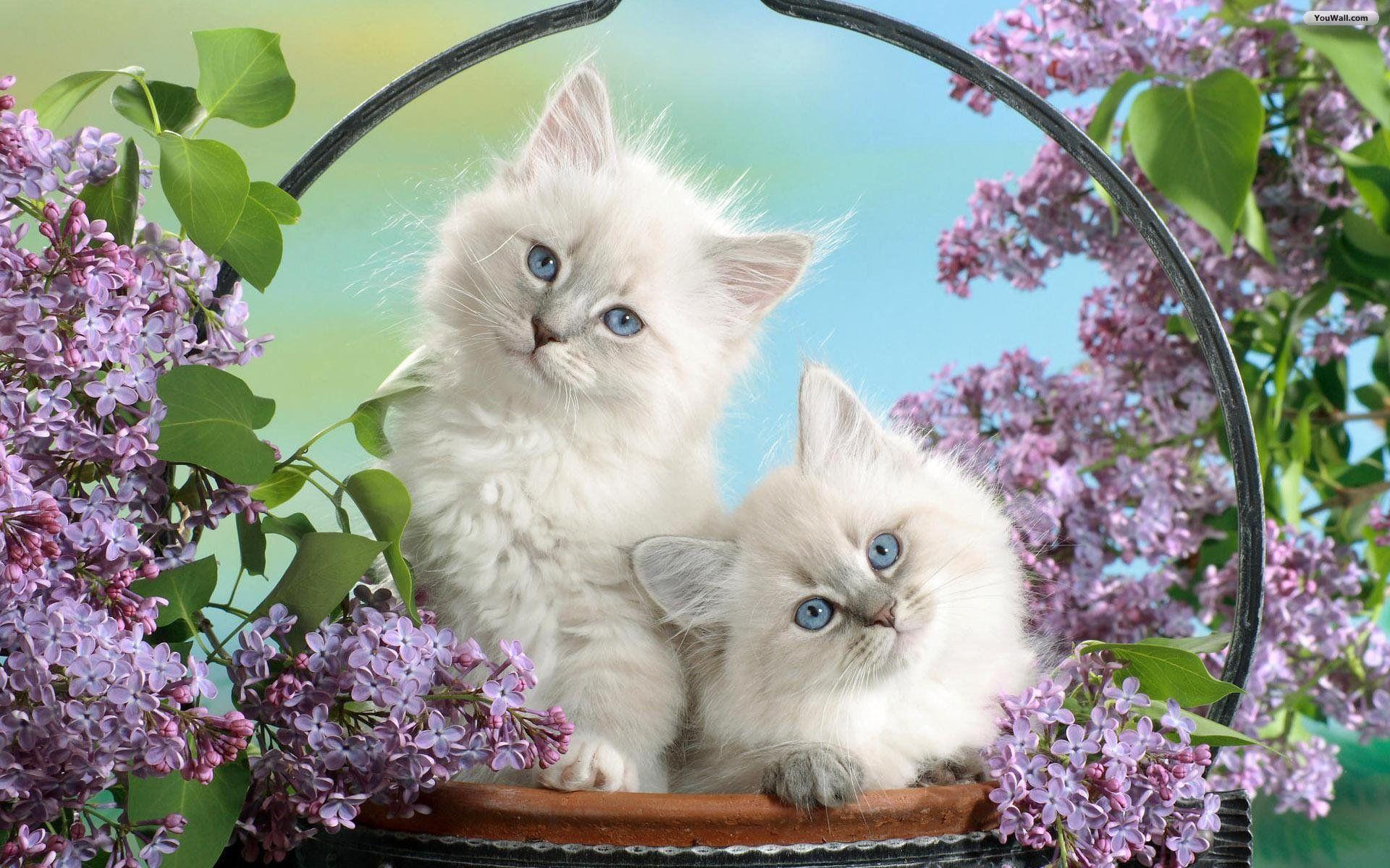 Beautiful White Cats Wallpapers