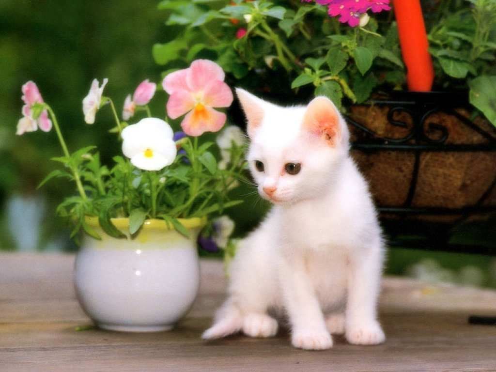 Beautiful White Cats Wallpapers