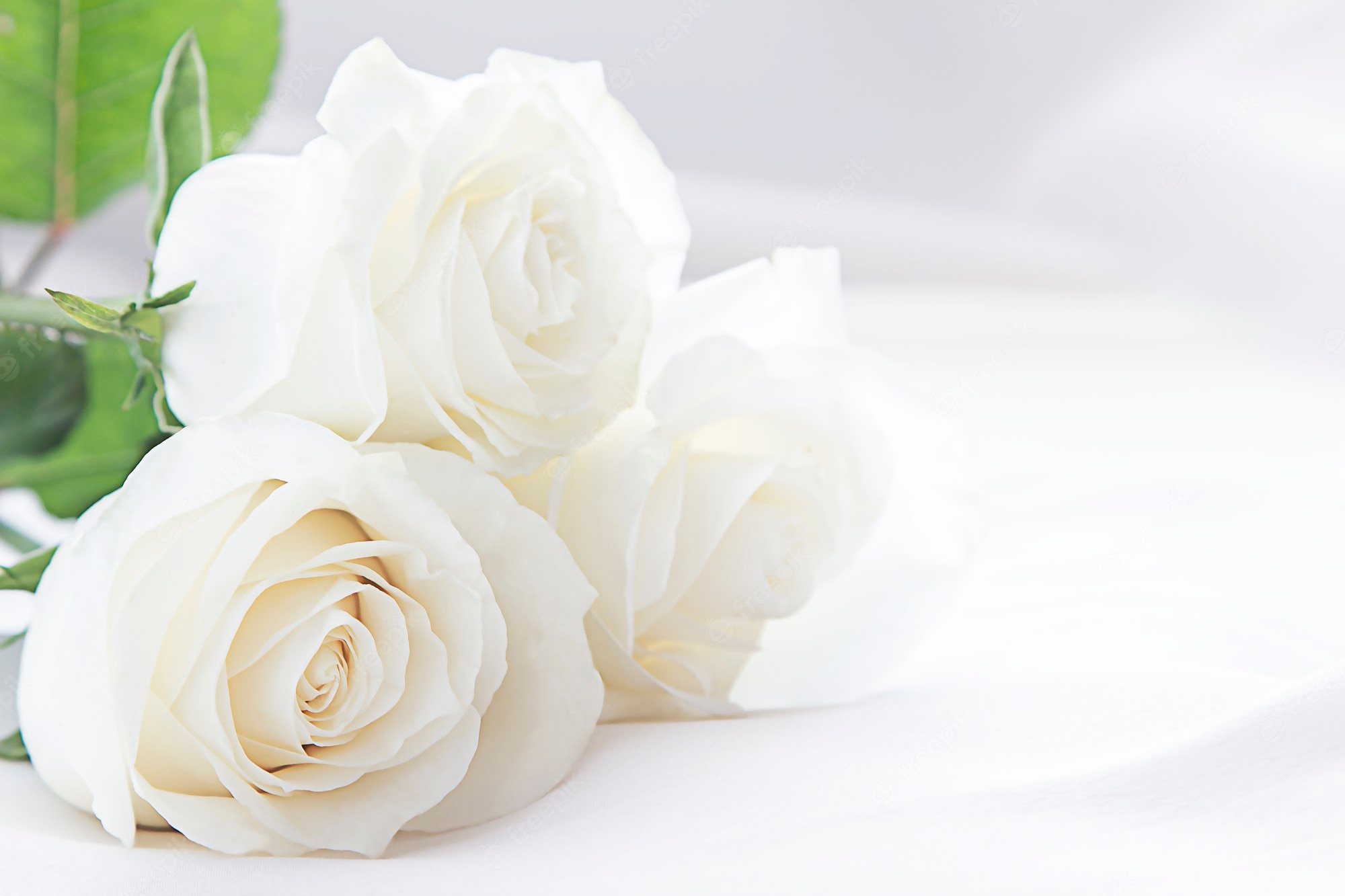 Beautiful White Rose Wallpapers Wallpapers