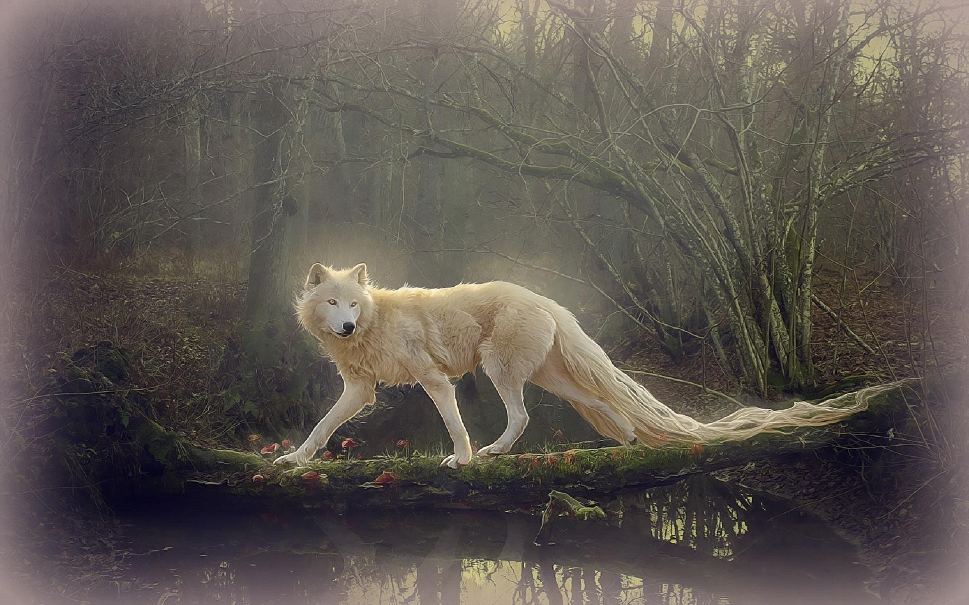 Beautiful Wolf Photography Wallpapers