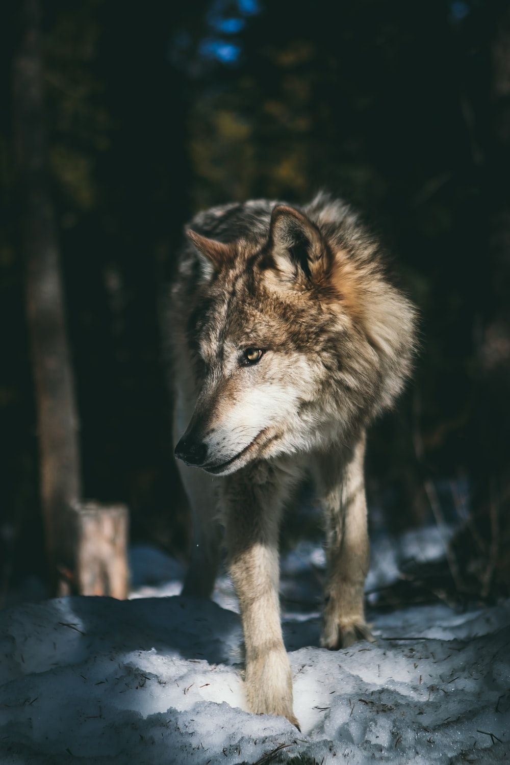 Beautiful Wolf Photography Wallpapers