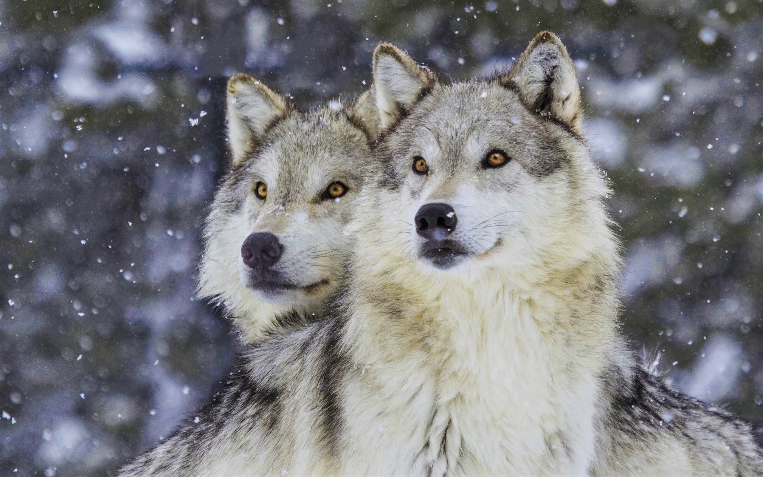 Beautiful Wolf Photography Wallpapers