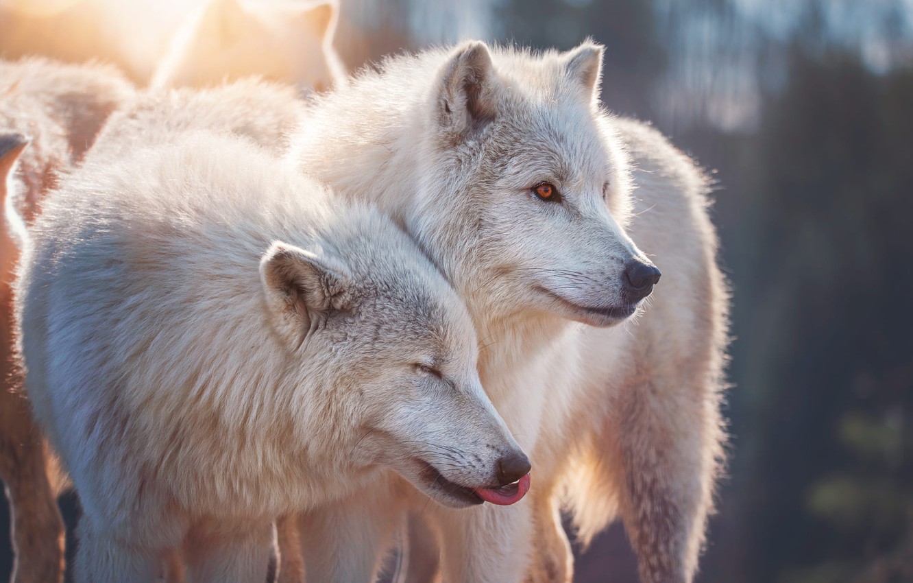 Beautiful Wolf Photography Wallpapers