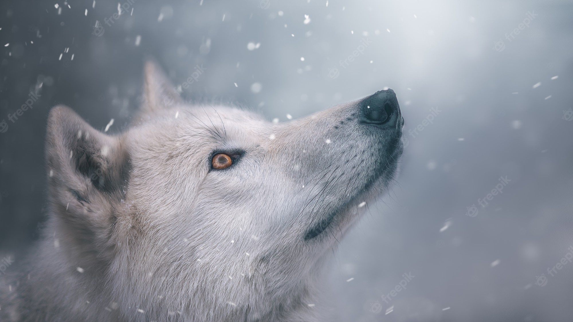 Beautiful Wolf Photography Wallpapers