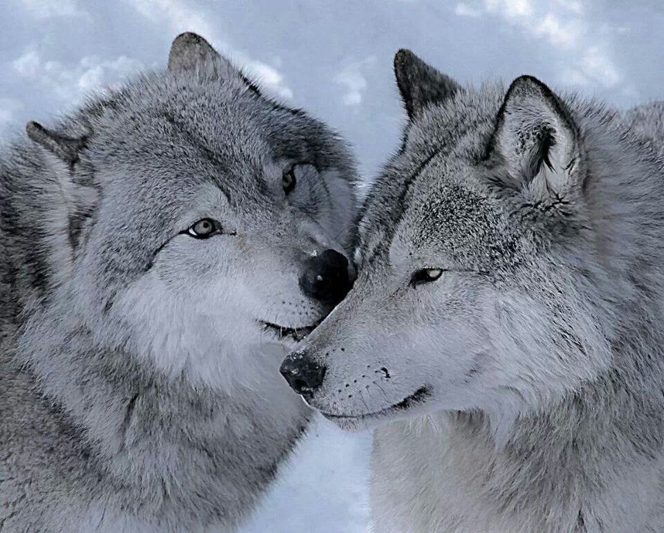 Beautiful Wolf Photography Wallpapers