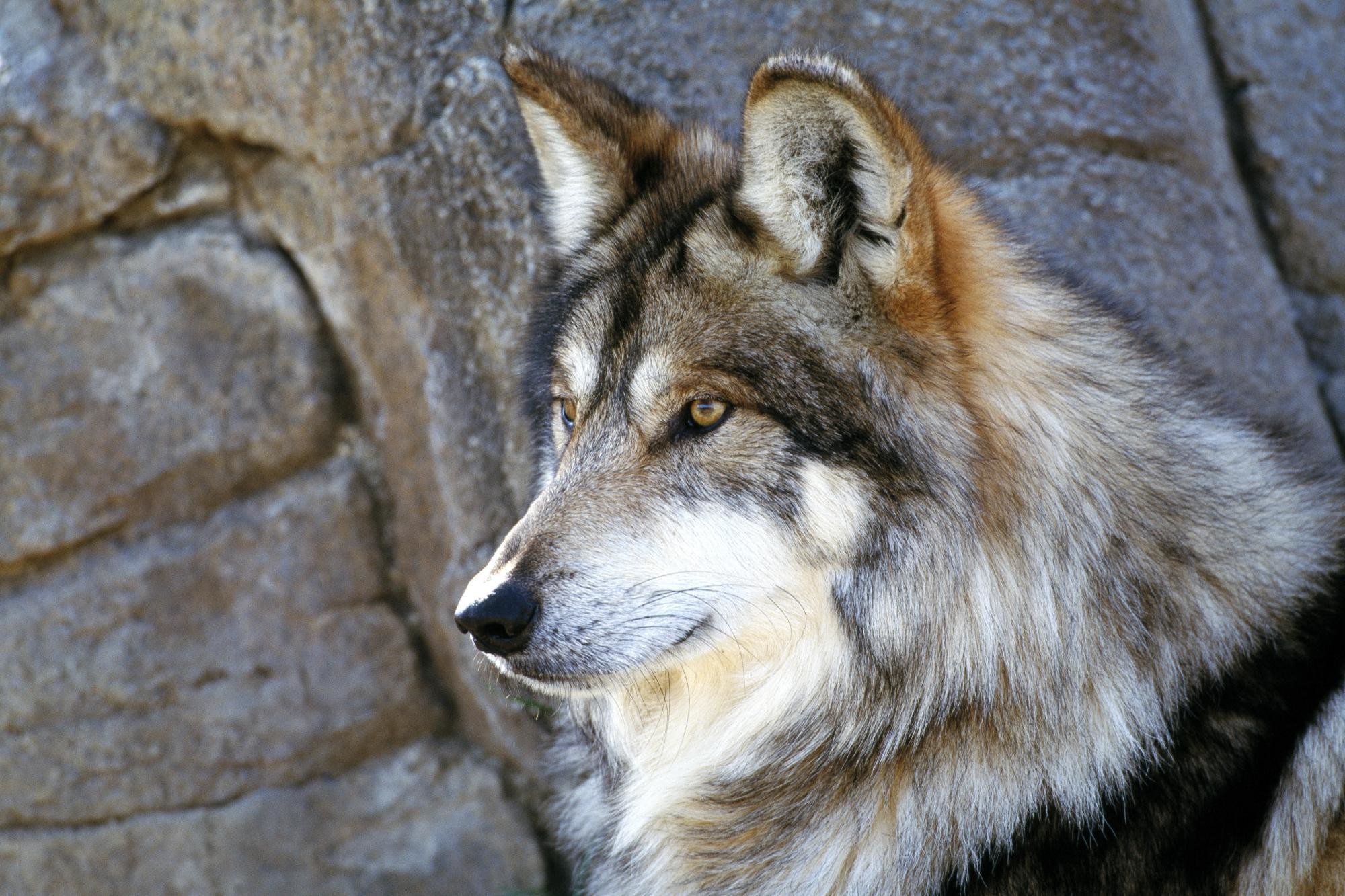 Beautiful Wolf Photography Wallpapers