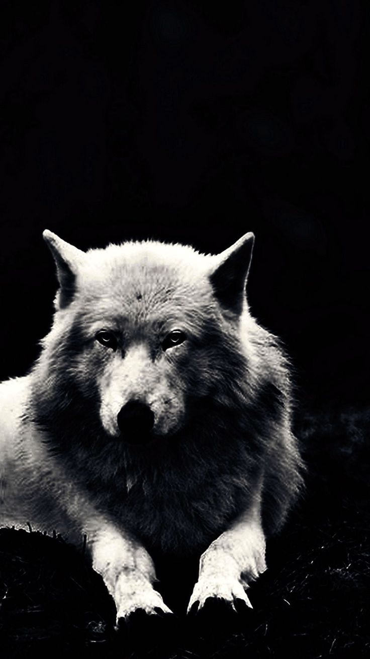 Beautiful Wolf Photography Wallpapers