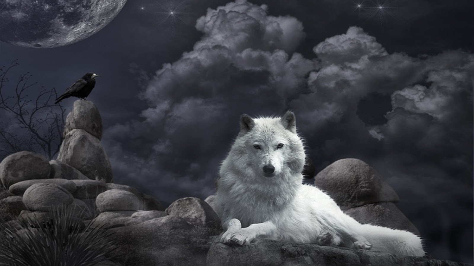 Beautiful Wolf Wallpapers