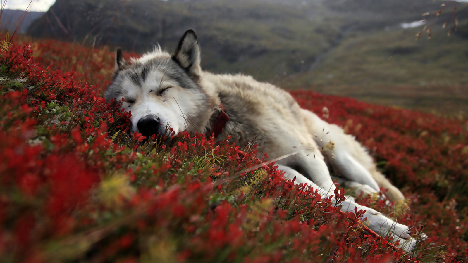 Beautiful Wolf Wallpapers