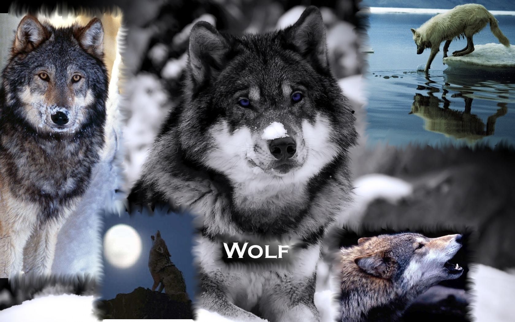 Beautiful Wolf Wallpapers