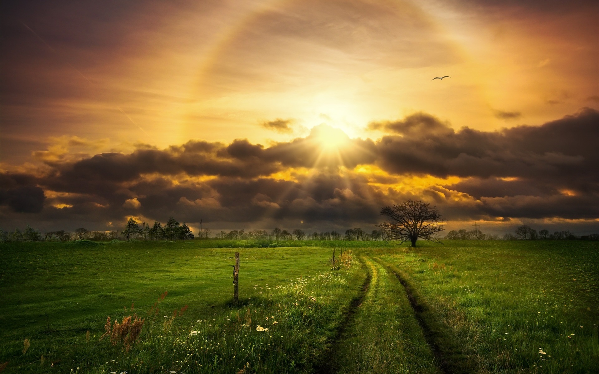 Beautiful Yellow Grass Field With Sunrays Landscape View Wallpapers