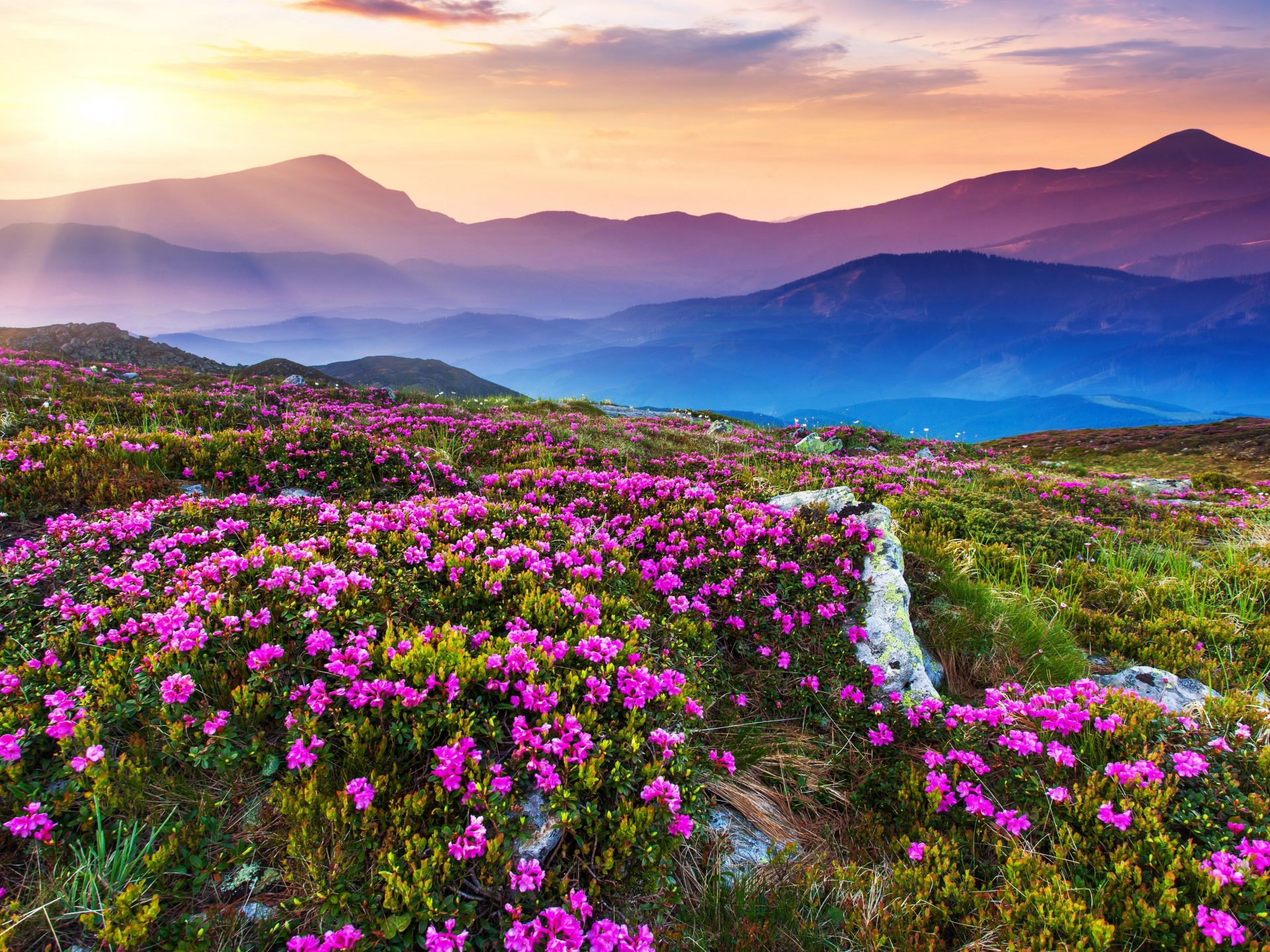 Beautiful Yellow Grass Field With Sunrays Landscape View Wallpapers