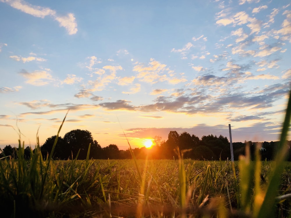 Beautiful Yellow Grass Field With Sunrays Landscape View Wallpapers