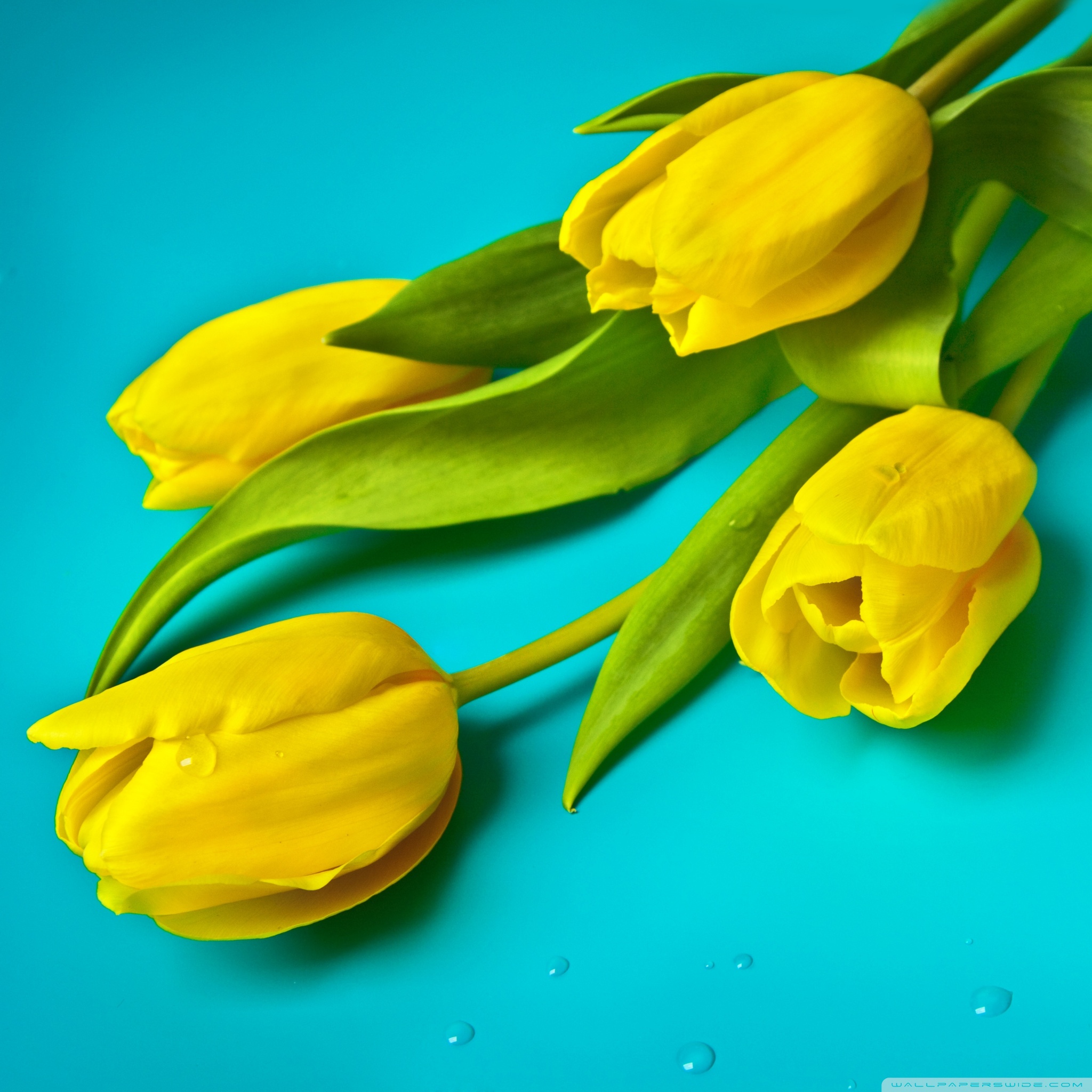 Beautiful Yellow Wallpapers