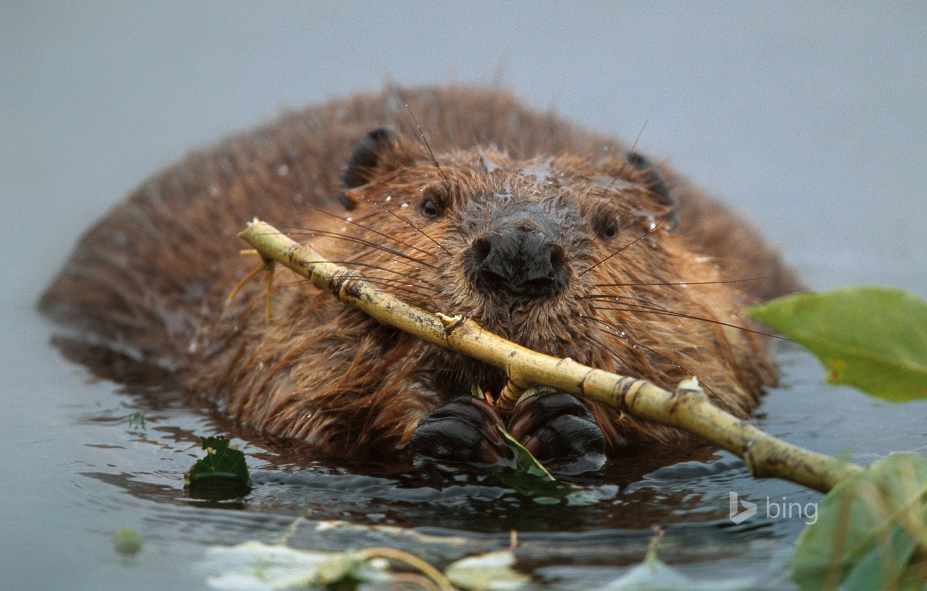 Beaver Wallpapers