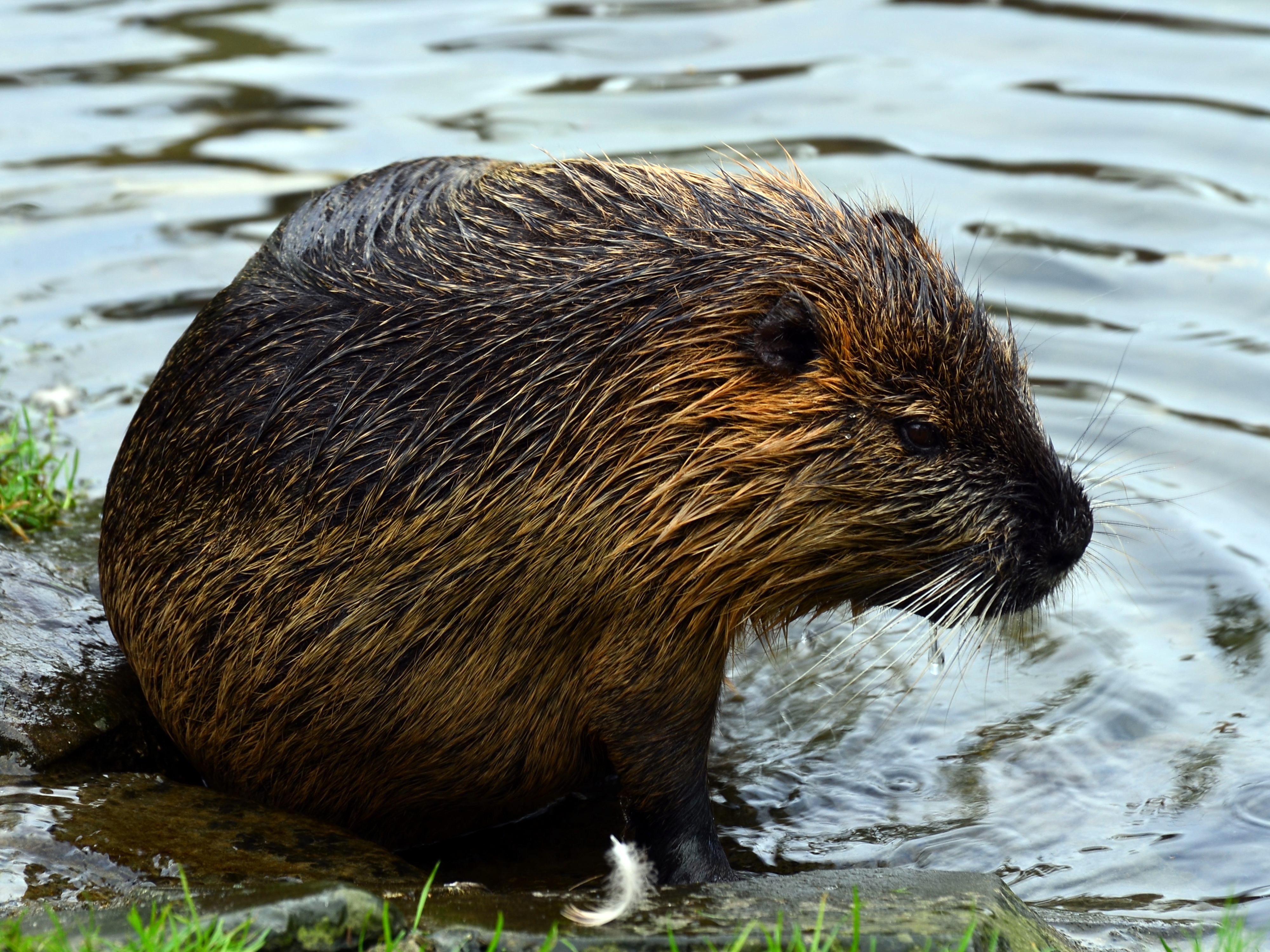 Beaver Wallpapers