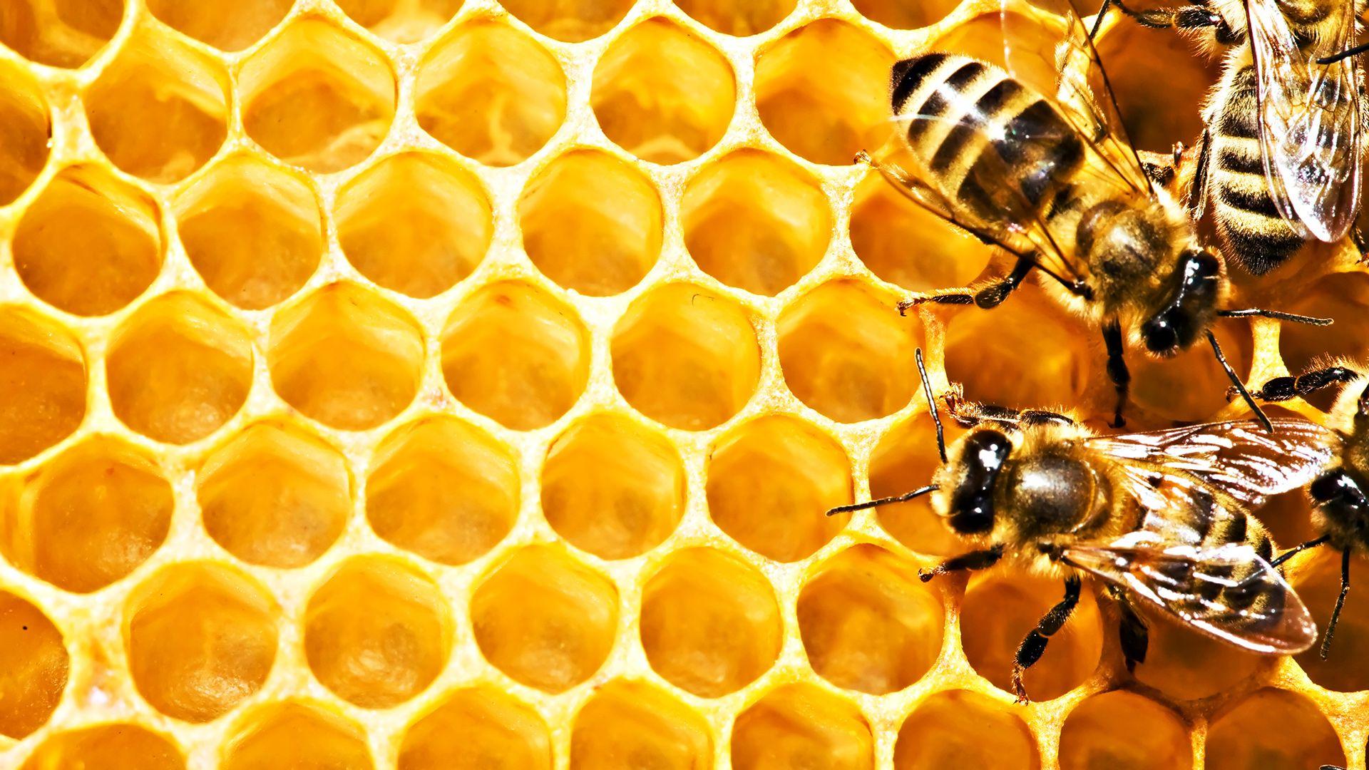 Bee Desktop Wallpapers