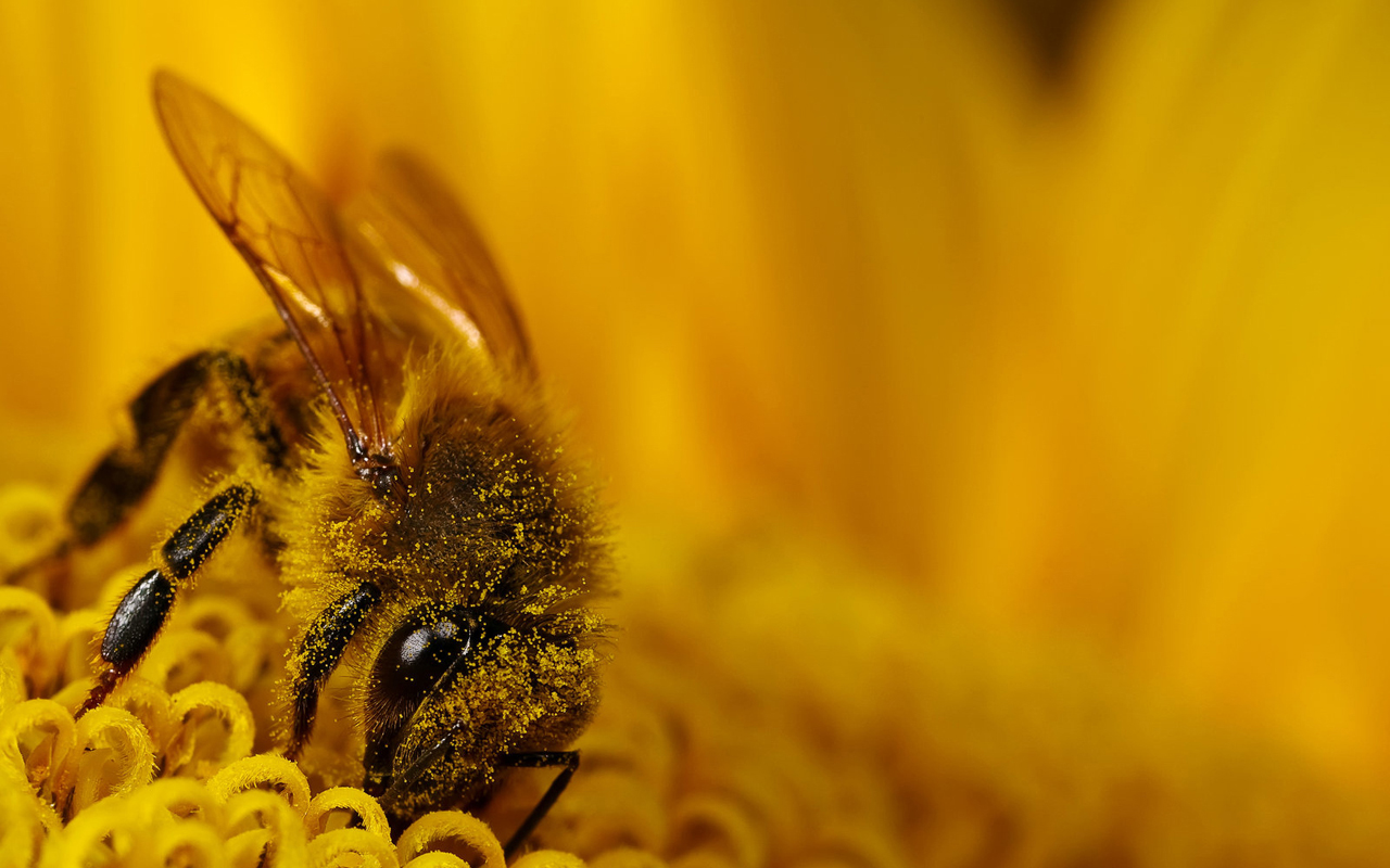 Bee Desktop Wallpapers