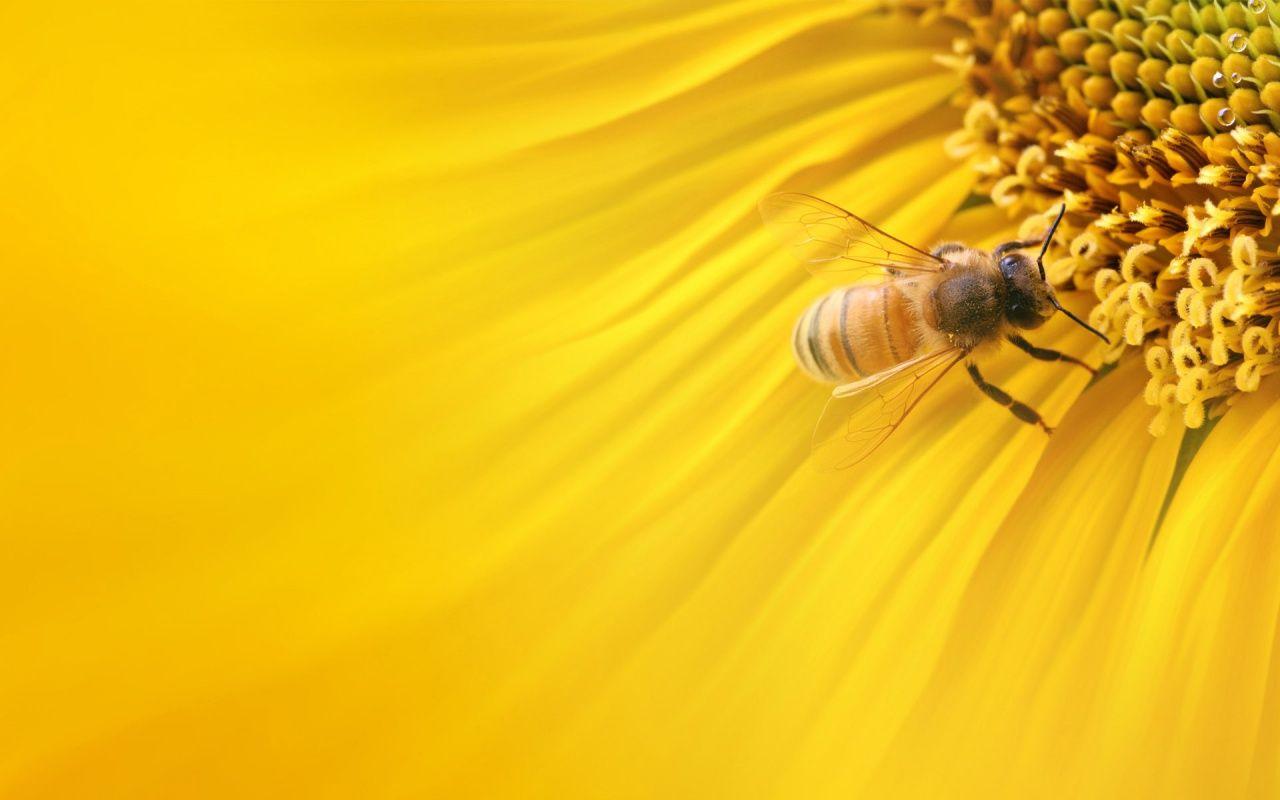 Bee Desktop Wallpapers