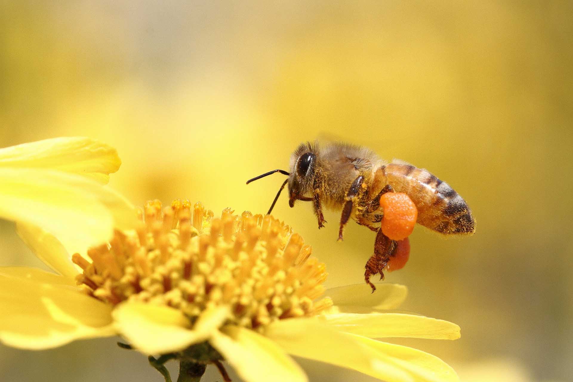 Bee Desktop Wallpapers