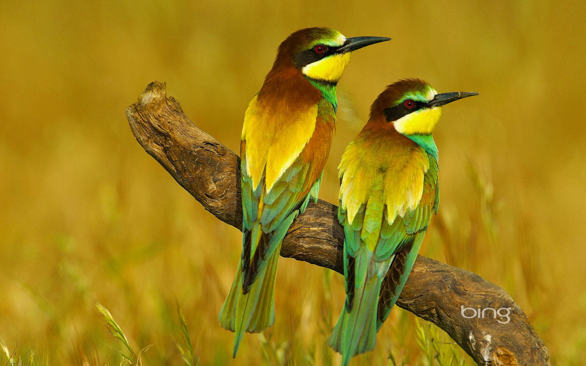 Bee-Eater Wallpapers