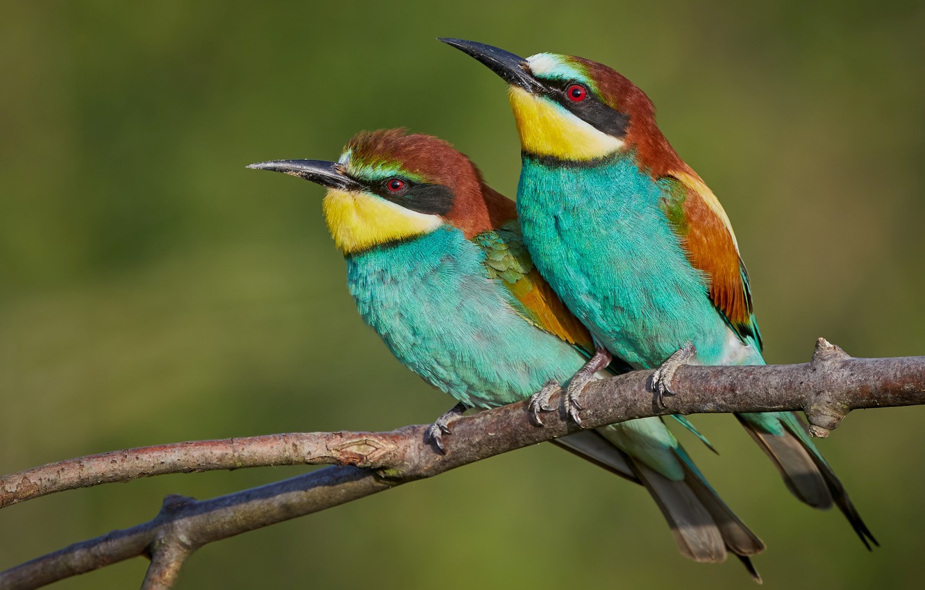 Bee-Eater Wallpapers