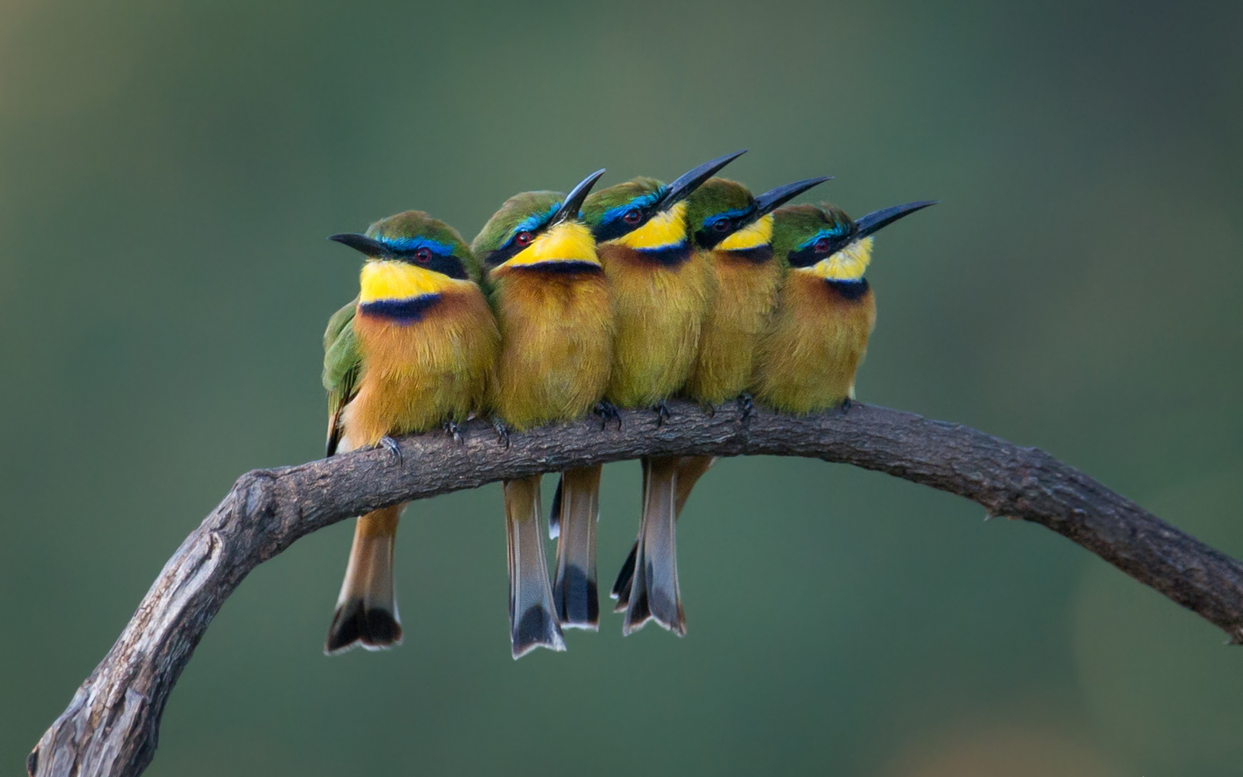 Bee-Eater Wallpapers