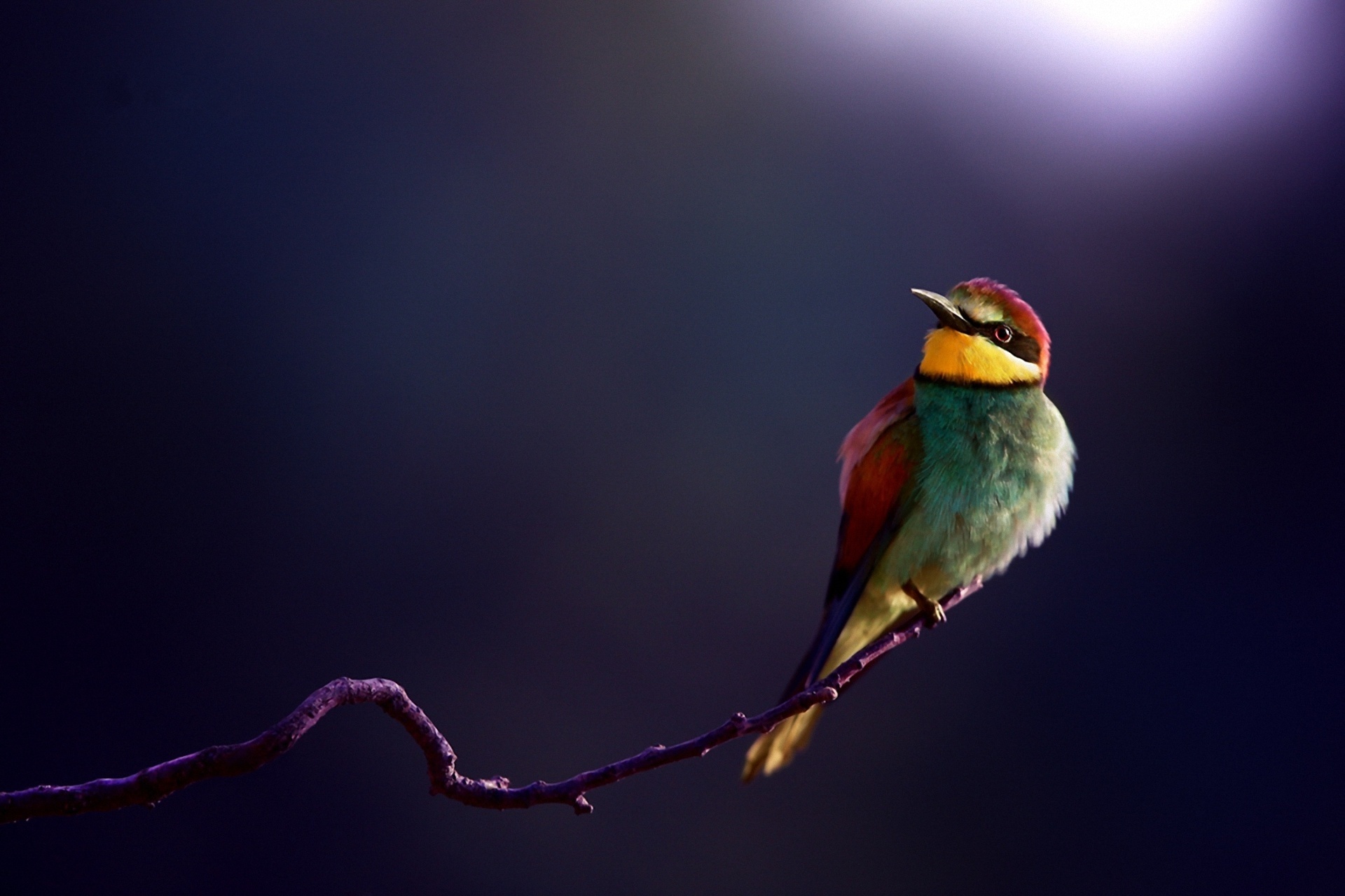 Bee-Eater Wallpapers