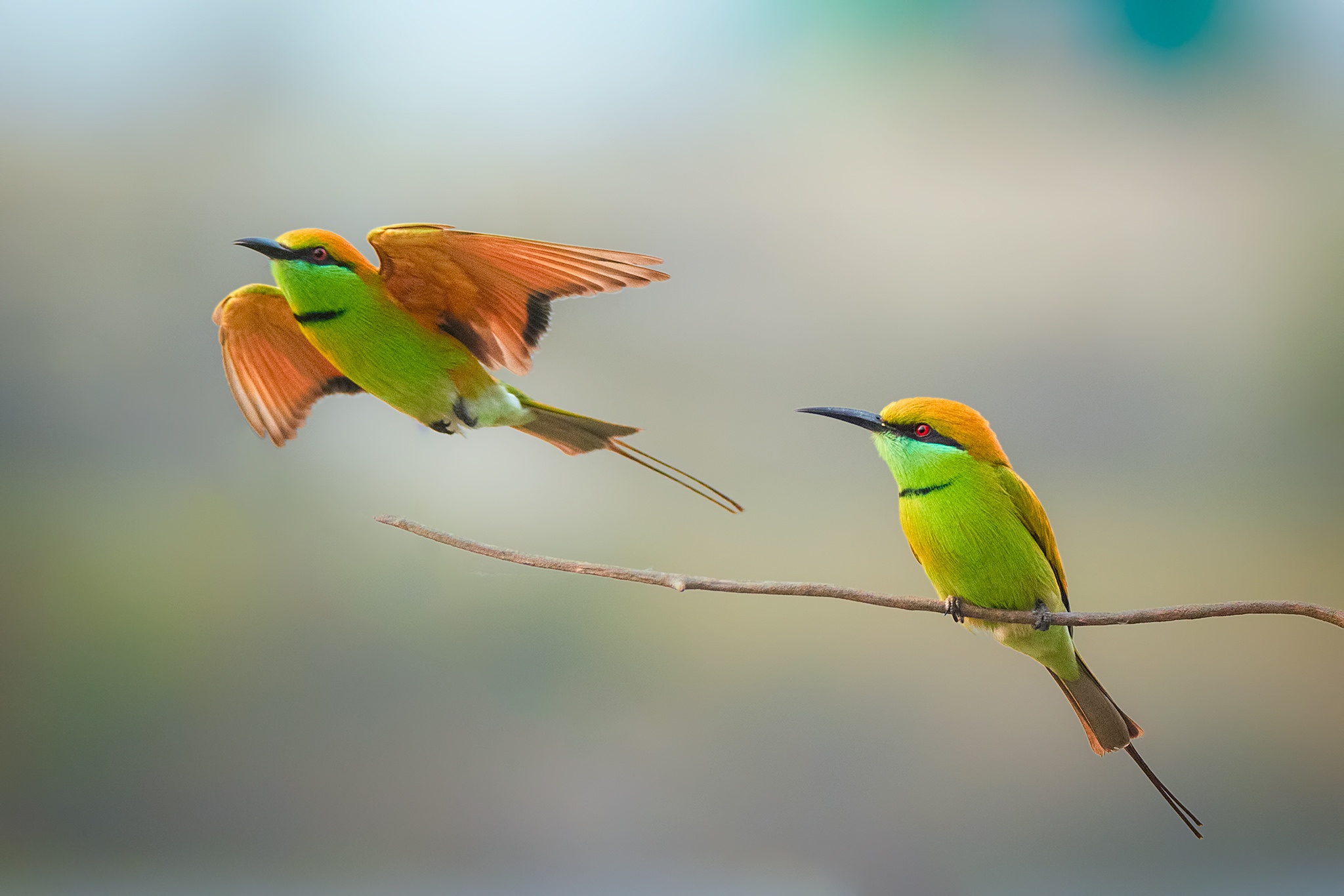 Bee-Eater Wallpapers