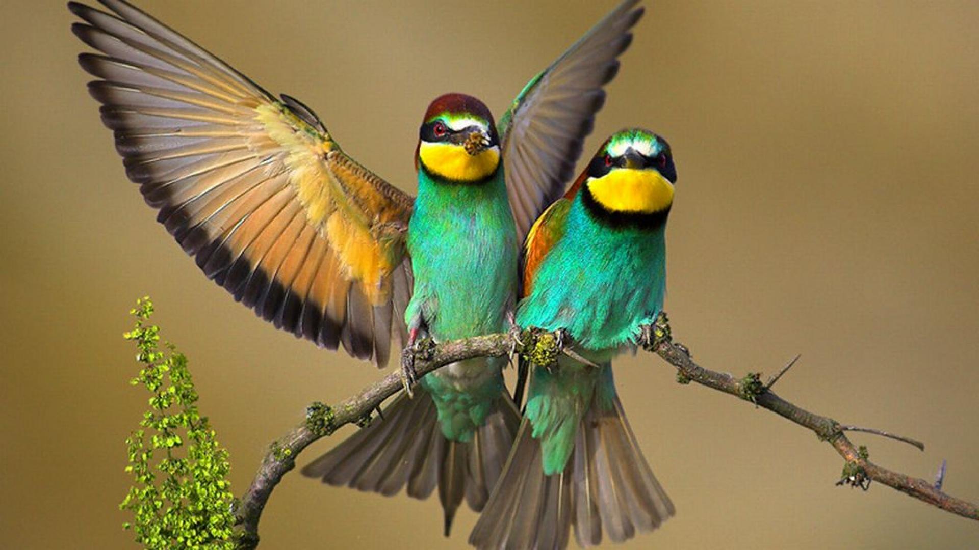 Bee-Eater Wallpapers