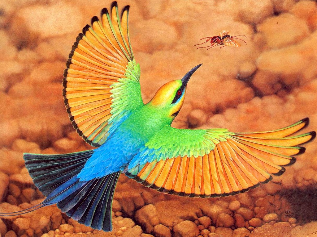 Bee-Eater Wallpapers