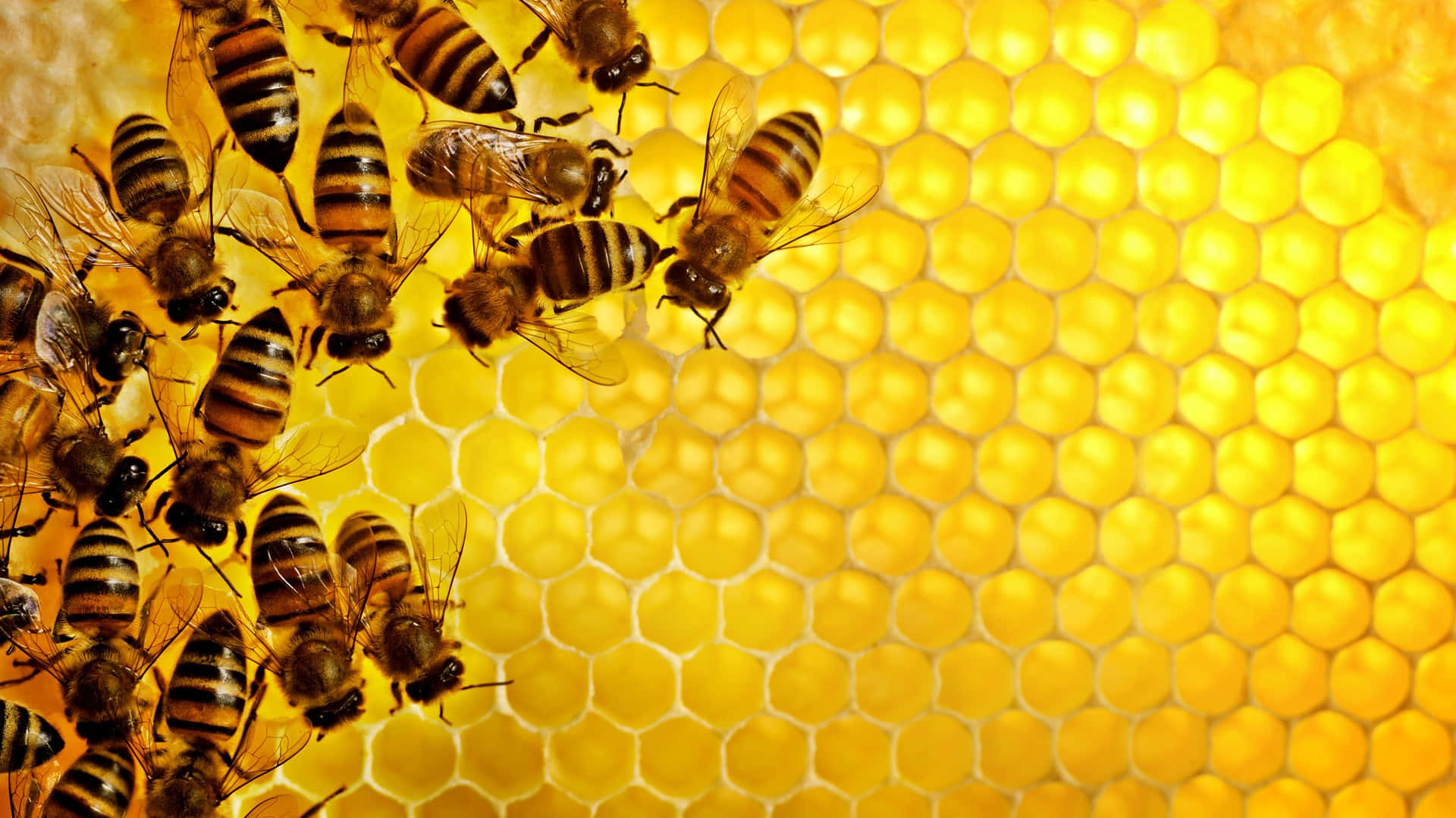 Bee Hive Background