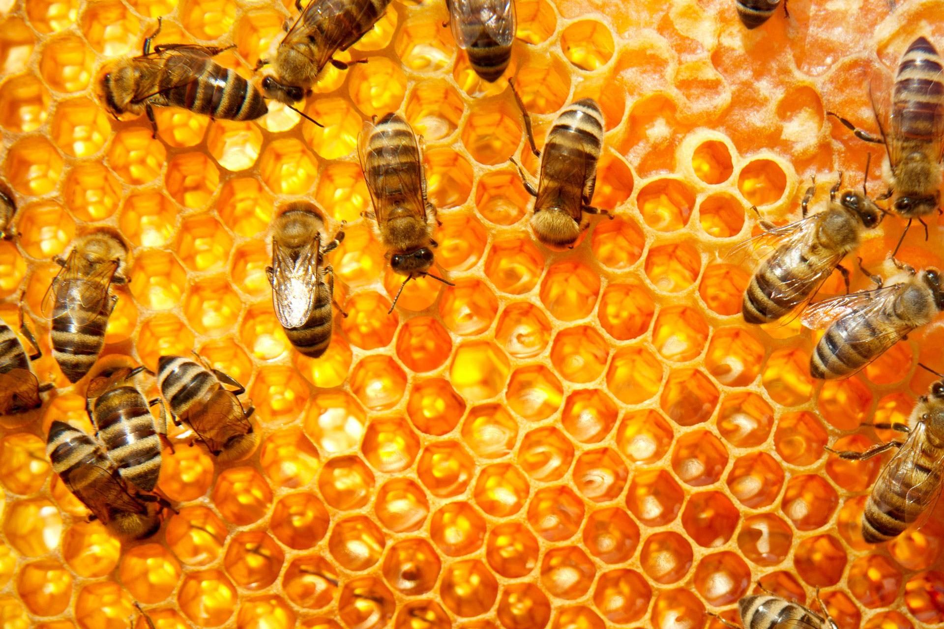 Bee Hive Background