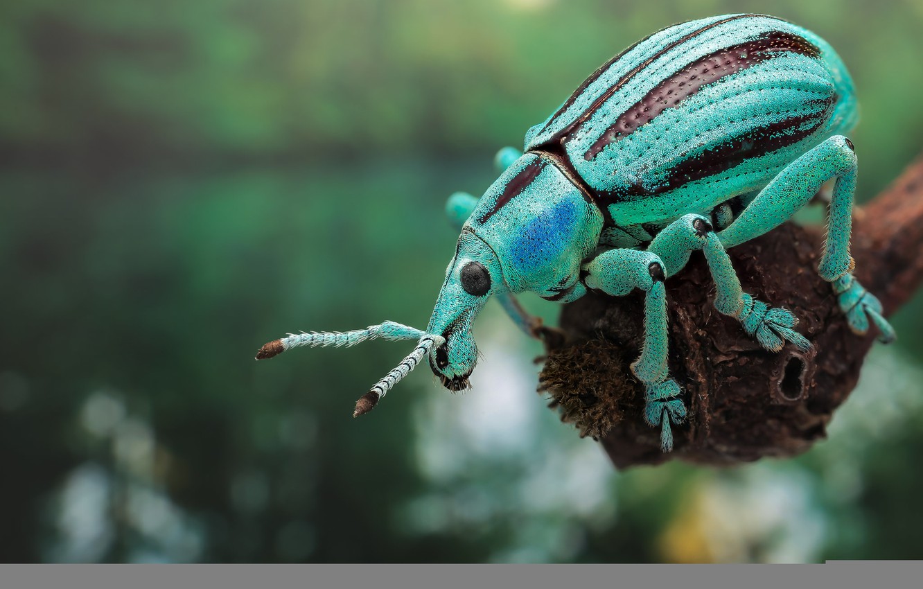 Beetle Insect Wallpapers